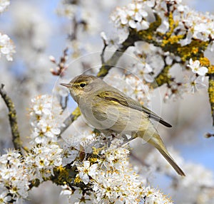 Common chiffchaff (Phylloscopus collybita) in Spring.
