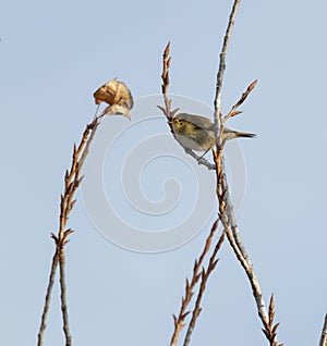 Common Chiffchaff on top of a Poplar tree