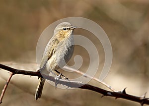 Common chiffchaff photo