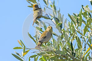 A Common Chiffchaff sitting on a olive tree