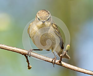 Common Chiffchaff Sitting On Tree Branch photo
