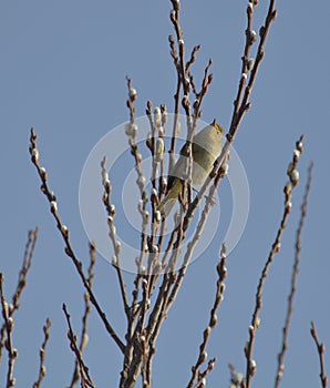 Common Chiffchaff on sprouting branches