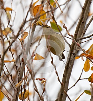 Common Chiffchaff on top of a Poplar tree