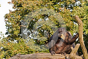 Common chimpanzee