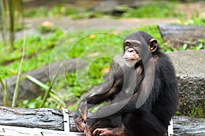 Common Chimpanzee