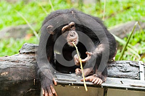 Common Chimpanzee