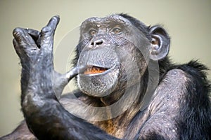Common chimpanzee male