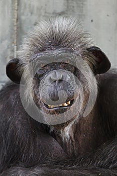 Common chimpanzee Pan troglodytes