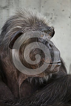 Common chimpanzee Pan troglodytes