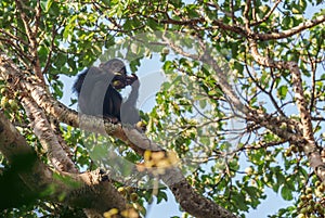 Common Chimpanzee - Pan troglodytes