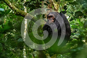 Common Chimpanzee - Pan troglodytes