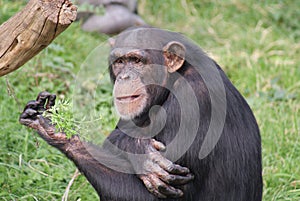 Common Chimpanzee - Pan troglodytes