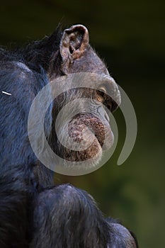 Common chimpanzee (Pan troglodytes).