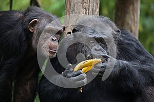 Common chimpanzee Pan troglodytes