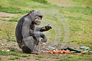 Common chimpanzee Pan troglodytes