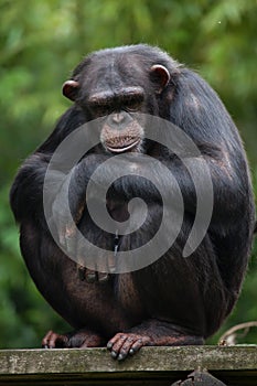 Common chimpanzee Pan troglodytes