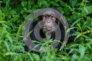 Common Chimpanzee - Pan troglodytes