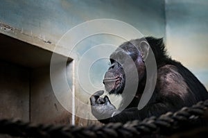 Common chimpanzee, Pan troglodytes Portrait of big iconic mammal kept in ZOO.Moving portrait of sad ape.