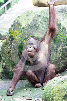 A common chimpanzee Pan troglodytes while raising its hand and e