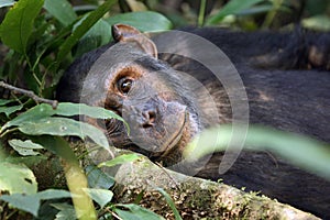The common chimpanzee Pan troglodytes resting in the forest. A large black ape in the dense lower floor of the African