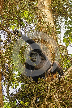 Common Chimpanzee  Pan troglodytes schweinfurtii sitting in a tree eating, Kibale Forest National Park, Rwenzori Mountains, Ugan