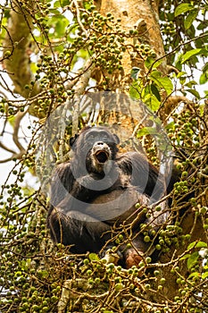 Common Chimpanzee  Pan troglodytes schweinfurtii sitting in a tree yawning, Kibale Forest National Park, Rwenzori Mountains, Uga