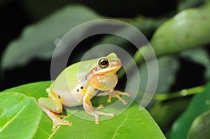 Common Chinese Tree Frog (Hyla chinensis)
