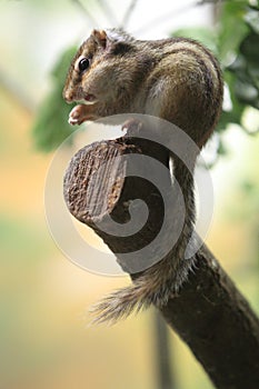 Common chipmunk