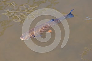 Common chub in river