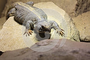 Common chuckwalla