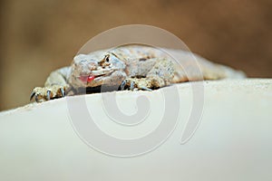 Common chuckwalla