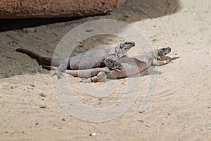 Common chuckwalla