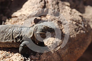 Common chuckwalla Sauromalus ater 1