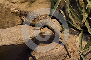 The Common Chuckwalla Sauromalus ater.