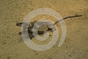 The Common Chuckwalla Sauromalus ater.