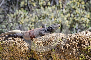 Common Chuckwalla Sauromalus ater adult male lounging on a rock, Joshua Tree National Park, California