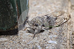 Common Cicadidae photo