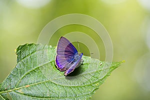 Common Ciliate Blue Anthene emolus butterfly