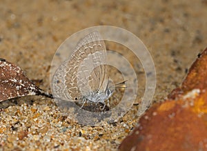 Common Ciliate Blue, Anthene emolus, butterfly, Meghalaya, India