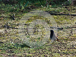 common cinderella Phoenicurus ochruros bird on ground dark anima