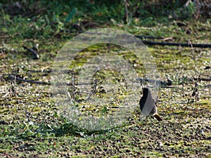 common cinderella Phoenicurus ochruros bird on ground dark anima photo