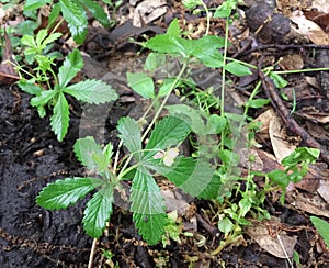 Common cinquefoil native plant growing
