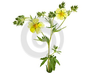 Common Cinquefoil Potentilla simplex