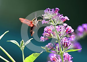 Common Clearwing (Hummingbird Sphinx Moth) photo