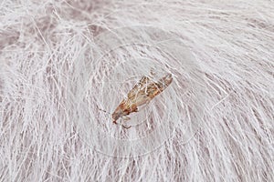 Common clothes moth Tineola bisselliella on fur, closeup