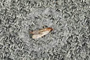 Common clothes moth Tineola bisselliella on grey fabric