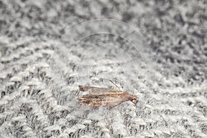Common clothes moth Tineola bisselliella on grey fabric, closeup
