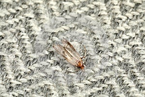 Common clothes moth Tineola bisselliella on grey fabric, closeup