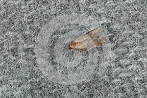 Common clothes moth Tineola bisselliella on grey knitted fabric, closeup