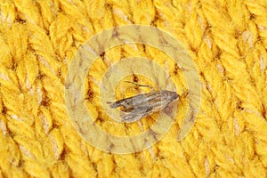 Common clothes moth Tineola bisselliella on knitted fabric, closeup
